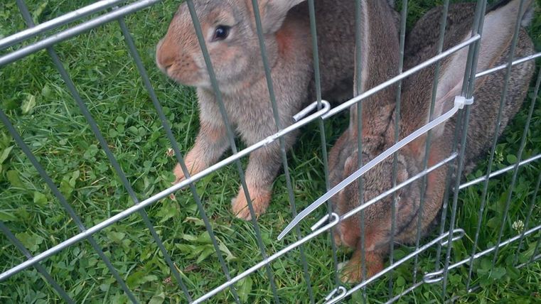 Zwei Kaninchen in einem Käfig auf grünem Gras. Sie haben ein braunes Fell und scheinen neugierig zu sein.