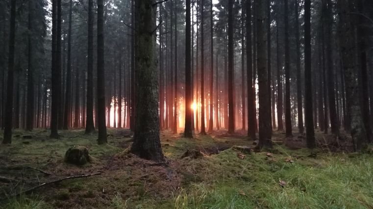 A dense forest with tall trees and green undergrowth. In the background, the evening sun is shining through the tree trunks.