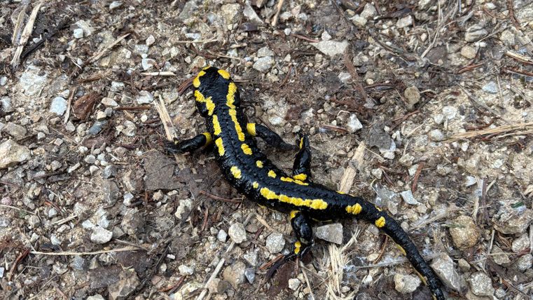 A fire salamander "Lurchi"