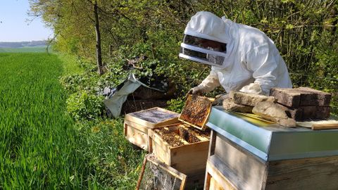 A beekeeper in protective clothing is working on a beehive. In the background, green fields and trees can be seen.