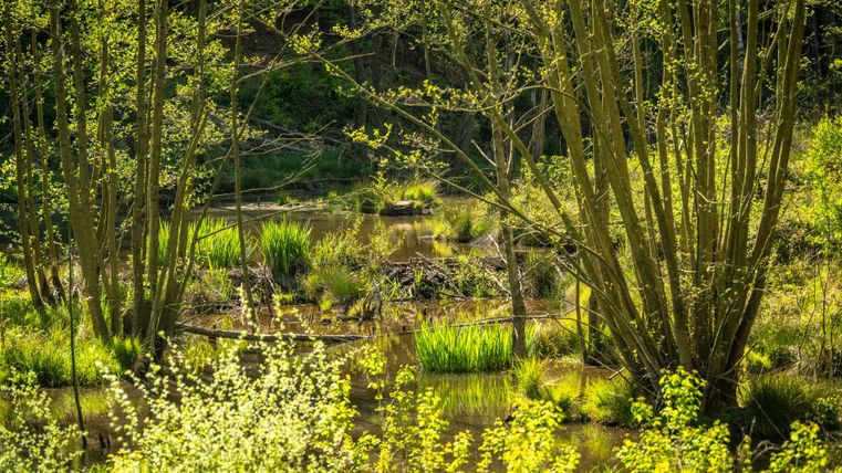 Eine ruhige Landschaft mit Bäumen und grünen Pflanzen. Im Hintergrund sind Wasserflächen sichtbar, die von Licht durchzogen werden.