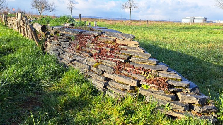 Ein Steinmauer aus Natursteinen liegt in einer grünen Wiese. Im Hintergrund gibt es einige Bäume und einen klaren Himmel.