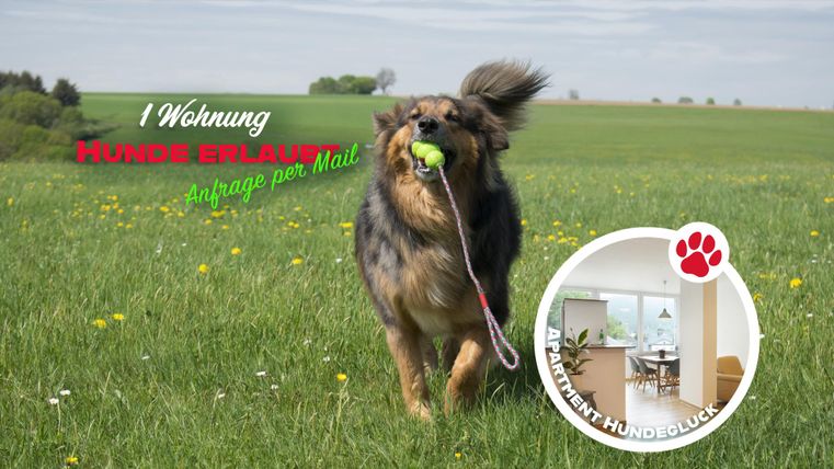 Een blije hond rent over een groene weide en draagt een bal in zijn mond. In de afbeelding is ook een kleine weergave van een hondvriendelijk appartement te zien.