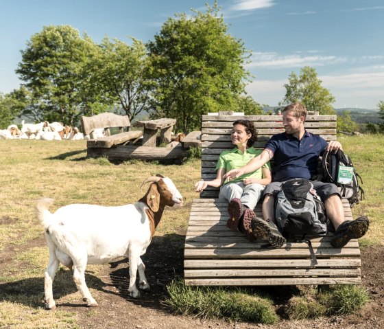 Hiking break with a goat at the Weinfelder Maar, © Eifel Tourismus GmbH, D. Ketz