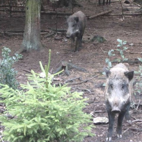 Wildschweine im Schwarzwildpark, &copy; Archiv der St&auml;dteRegion Aachen