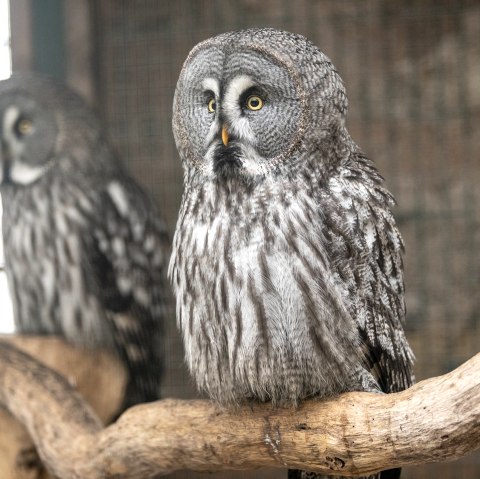 Adler- und Wolfspark Eule, &copy; Eifel Tourismus GmbH, Dominik Ketz