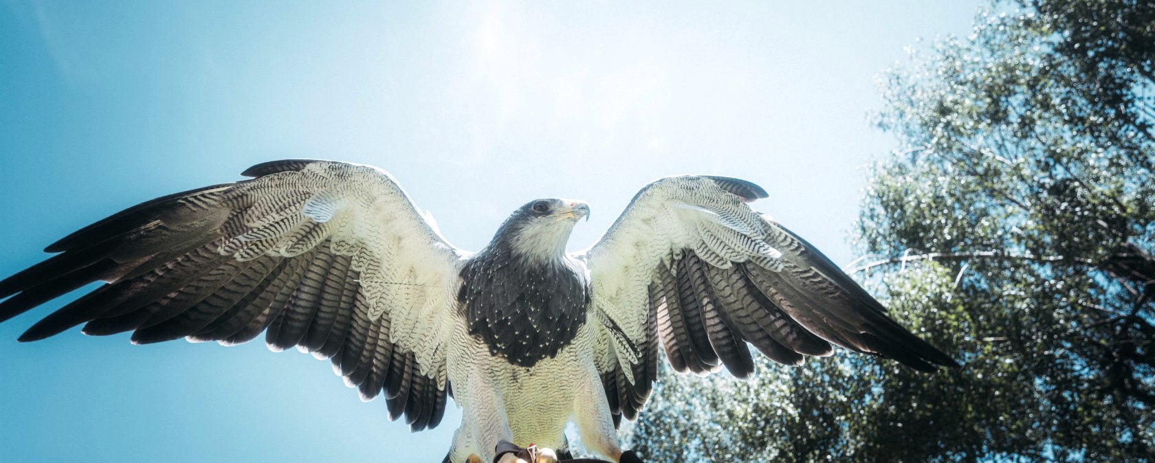 Raubvogel in der Greifvogelstation Hellenthal, © Johannes Höhn