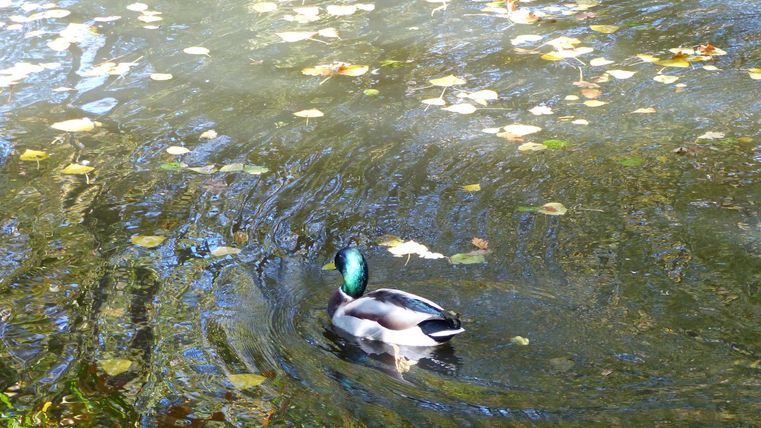 Een eend zwemt in het water tussen gevallen bladeren. Het wateroppervlak weerspiegelt het licht en de kleuren van de omgeving.