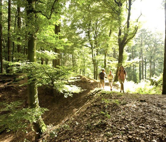 Forest trail on stage 10 of the Eifelsteig, © Eifel Tourismus/D. Ketz