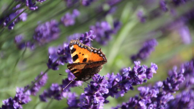 Ein Schmetterling sitzt auf lila Lavendelblüten. Die Farben sind lebhaft und die Natur wirkt friedlich.