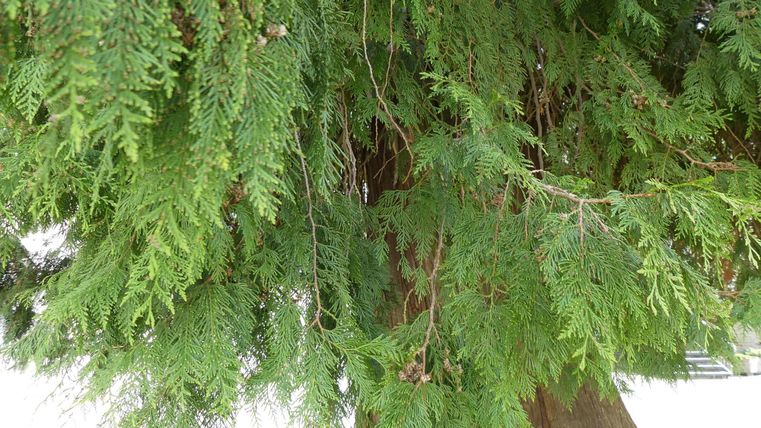 A dense, green tree with beautiful, vibrant needles. The branches hang loosely, giving the image a natural atmosphere.