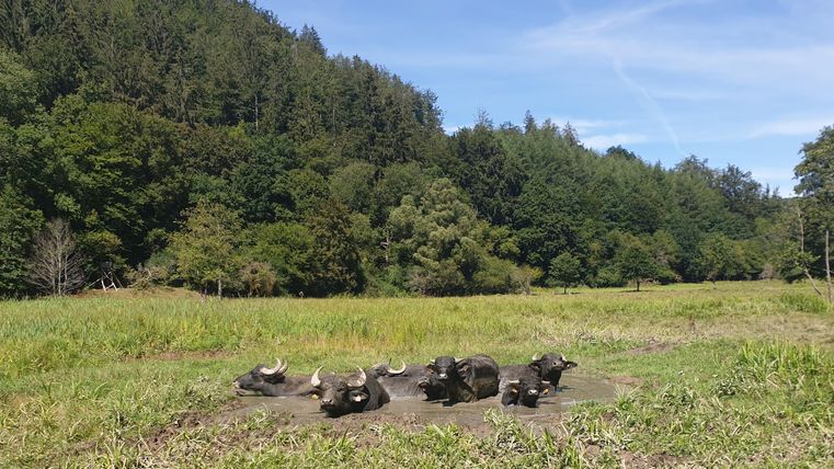 Eine Gruppe von Wasserbüffeln liegt entspannt auf einer grünen Wiese. Im Hintergrund sind Bäume und ein blauer Himmel zu sehen.