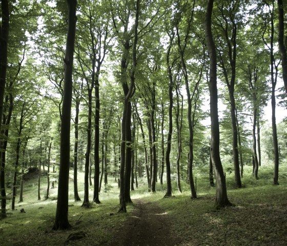 Idyllisch bos op de Nerother Kopf, © Rheinland-Pfalz Tourismus, D. Ketz