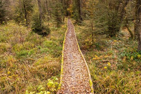 A narrow wooden path leads through an autumn forest. Colorful leaves and green grass are scattered everywhere.