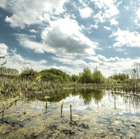 Blick auf den Sangweiher, &copy; Eifel Tourismus GmbH, Dominik Ketz