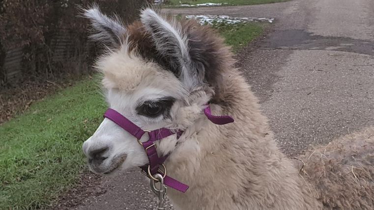 A sweet lama with a purple halter on a rural road. In the background, a green meadow can be seen.
