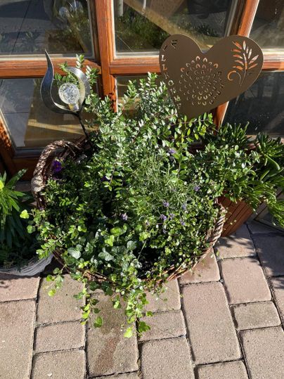 Een mooie plantenbak met verschillende groene planten en paarse bloemen. Op de achtergrond is een raam te zien.