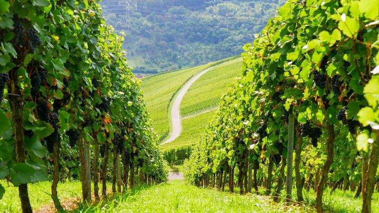 Ein malerischer Weinberg mit üppigen Reben und sanften Hügeln im Hintergrund. Der schmale Weg schlängelt sich durch die Weinreben.
