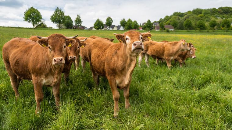 Een groep koeien staat op een groene weide. Op de achtergrond zijn bomen en enkele gebouwen te zien.