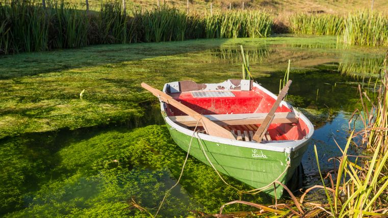 Ein grünes Ruderboot mit rotem Innenraum liegt in einem mit Algen bedeckten Teich.