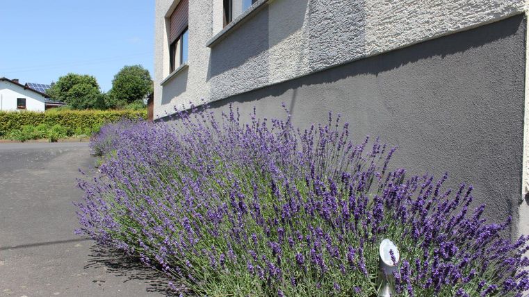 A path surrounded by purple lavender leads along a house. The sky is clear and the plants are blooming abundantly.
