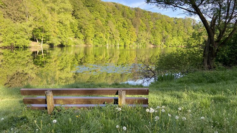 Een rustige bank aan de oever van een meer, omringd door weelderig groen bos. Het reflecterende wateroppervlak weerspiegelt de natuur.