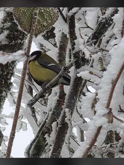 Ein Vogel sitzt auf einem Zweig, umgeben von schneebedeckten Ästen. Die Landschaft ist winterlich und ruhig.