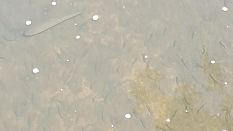 Ein klarer Wasserbereich mit vielen kleinen Fischen. Einige Algen und Luftblasen sind ebenfalls sichtbar.