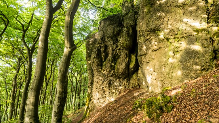 Waldweg mit Felsen und Bäumen im Sonnenlicht.
