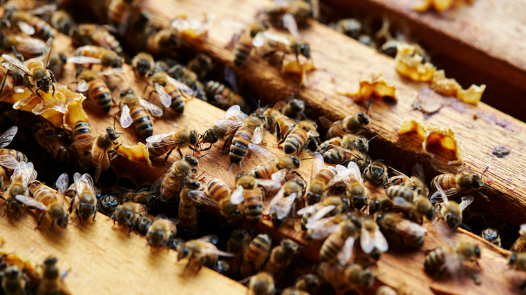 Symbolbild- Ein geöffneter Bienenstock von oben. Man sieht vier  Rahmen über die unzählige Bienen krabbeln.