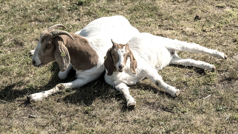 zwei ziegen die gemütlich im Graß liegen. Mutterziege mit Babyziege