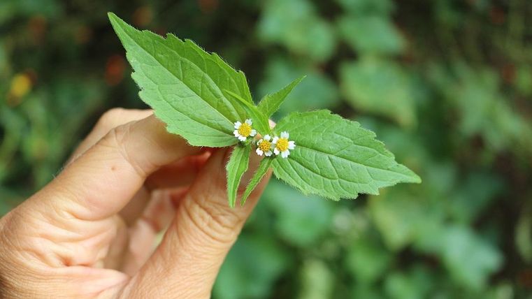 Een persoon houdt een blad met kleine witte en gele bloemen in de hand. Op de achtergrond zijn groene planten zichtbaar.