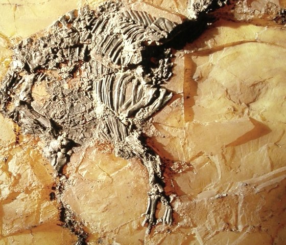 Urpferdchen, &copy; GesundLand Vulkaneifel GmbH