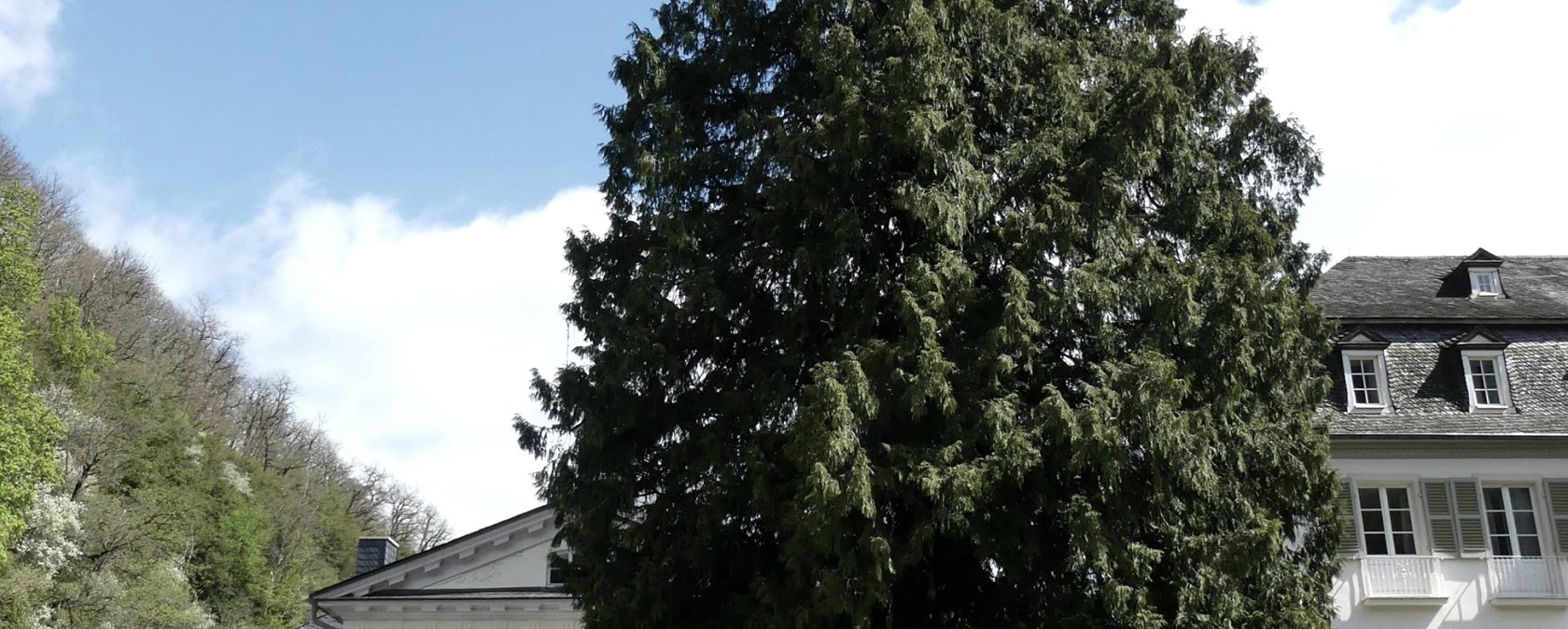 Lebensbaum am Kurf. Schl&ouml;&szlig;chen Bad Bertrich 2, &copy; GesundLand Vulkaneifel GmbH