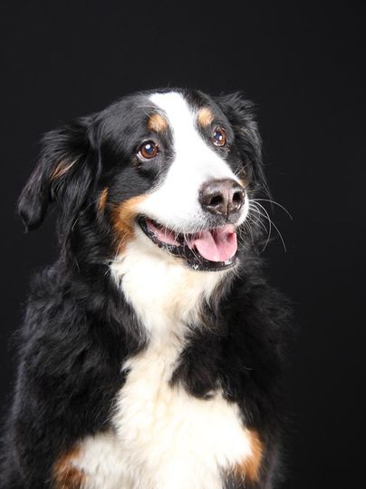 Ein freundlicher Hund mit schwarz-weißer Fellfarbe lächelt in die Kamera. Der Hintergrund ist schwarz, was den Hund gut zur Geltung bringt.
