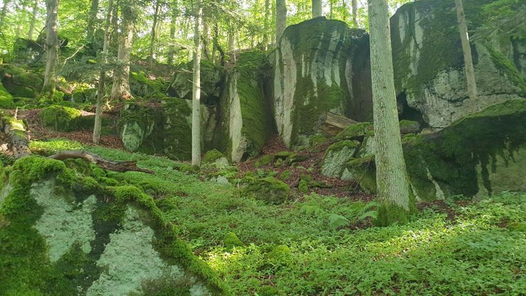 Ein grüner Wald mit großen, moosbedeckten Felsen. Sonnenlicht fällt durch die Bäume und erhellt den Boden.
