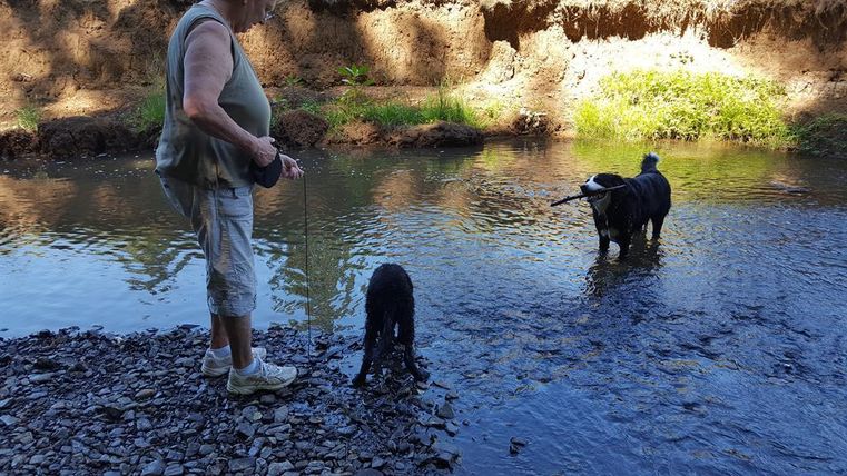 Eine Person steht am Ufer eines Baches und hält eine Leine. Zwei Hunde spielen im Wasser, einer ist dabei, einen Stock zu holen.
