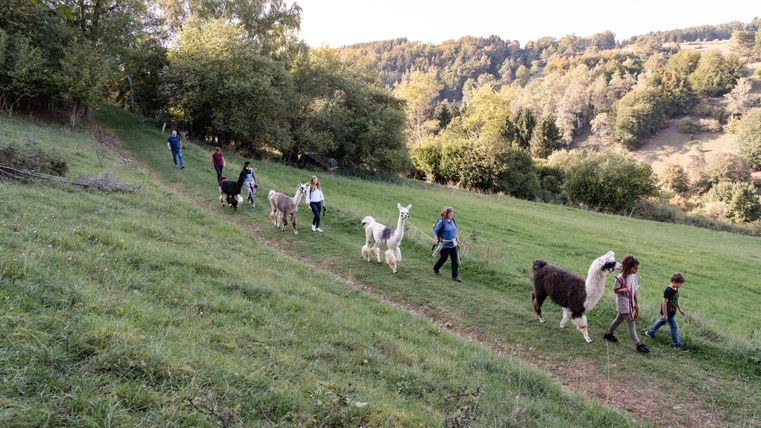 Een groep mensen wandelt met lama's op een groene weide. Op de achtergrond zijn bomen en zachte heuvels te zien.