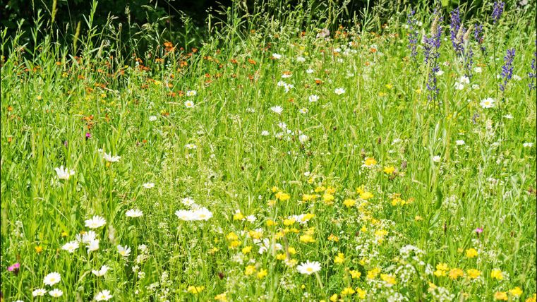 Eine bunte Wiese mit vielen verschiedenen Blumen. Das Gras ist hoch und grün, ideal für einen schönen Sommertag.