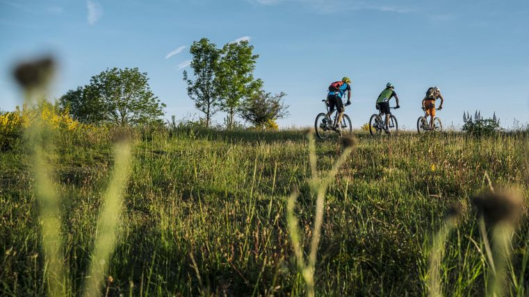 Three mountain bikers are riding over a green meadow. In the background, you can see a clear sky and trees.