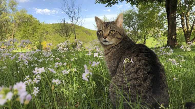 Eine graue Katze sitzt im Gras zwischen blühenden Blumen. Im Hintergrund sind grüne Hügel und ein blauer Himmel zu sehen.