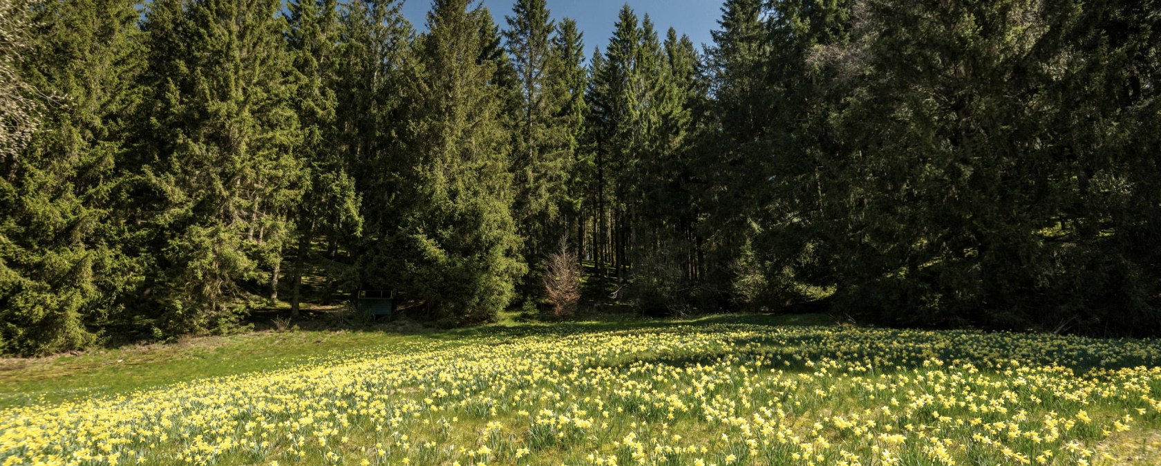 Narzissenwiese, © Eifel Tourismus GmbH, Dominik Ketz