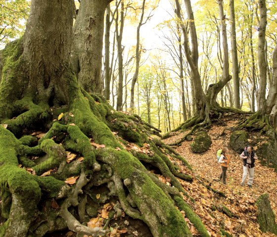 Eifelsteig, Nerotherkopf in the fall, &copy; Rheinland-PfalzTourismus GmbH - Dominik Ketz