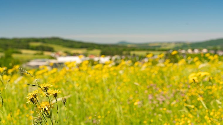 Een bloeiend veld met gele bloemen onder een heldere blauwe lucht. Op de achtergrond zijn zachte heuvels en een paar gebouwen te zien.