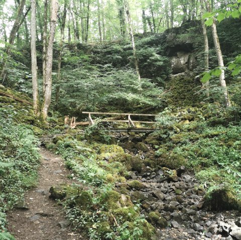 Wolfsschlucht mit Moos im Sommer, &copy; GesundLand Vulkaneifel GmbH