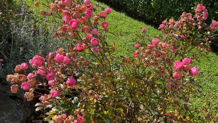 A bush with pink flowers blooms vibrantly in the garden. In the background, lush green grass can be seen.