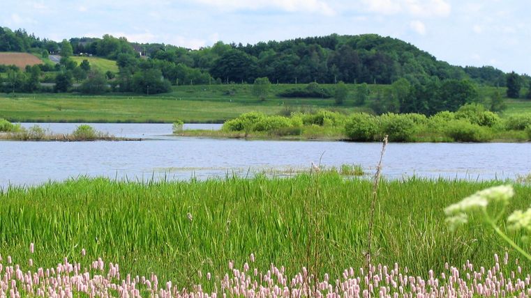 A quiet landscape with a river and green grass. In the foreground, pink flowers are blooming and in the background, gentle hills can be seen.