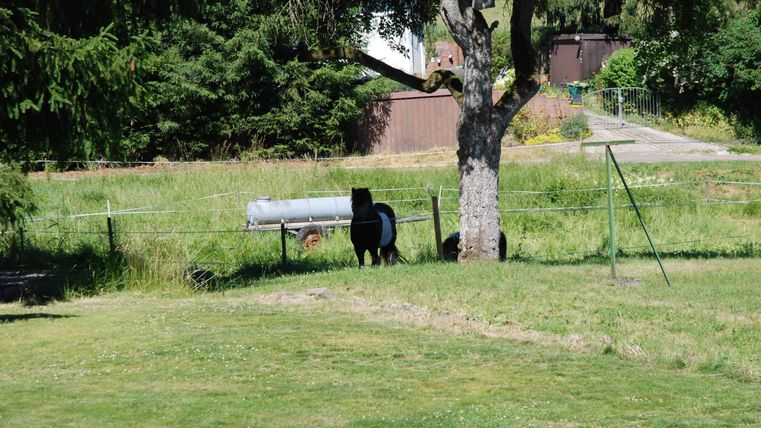 Eine Wiese mit einem großen Baum und einem schwarzen Tier im Hintergrund. Im Hintergrund sind einige Strukturen und eine Wiese zu sehen.
