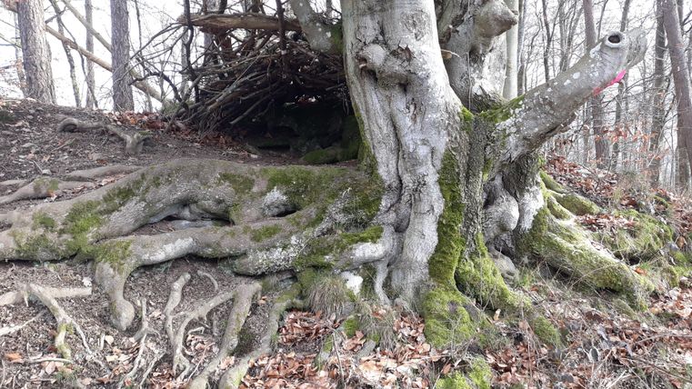 An old tree with thick, moss-covered roots in a forest. In the background, bare branches and foliage are visible.