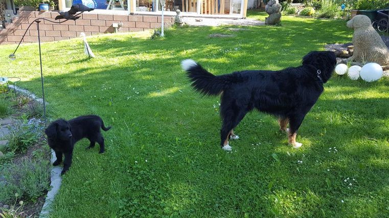 Zwei Hunde stehen auf einer grünen Wiese. Der größere Hund schaut in die Ferne, während der kleinere Hund in der Nähe bleibt.